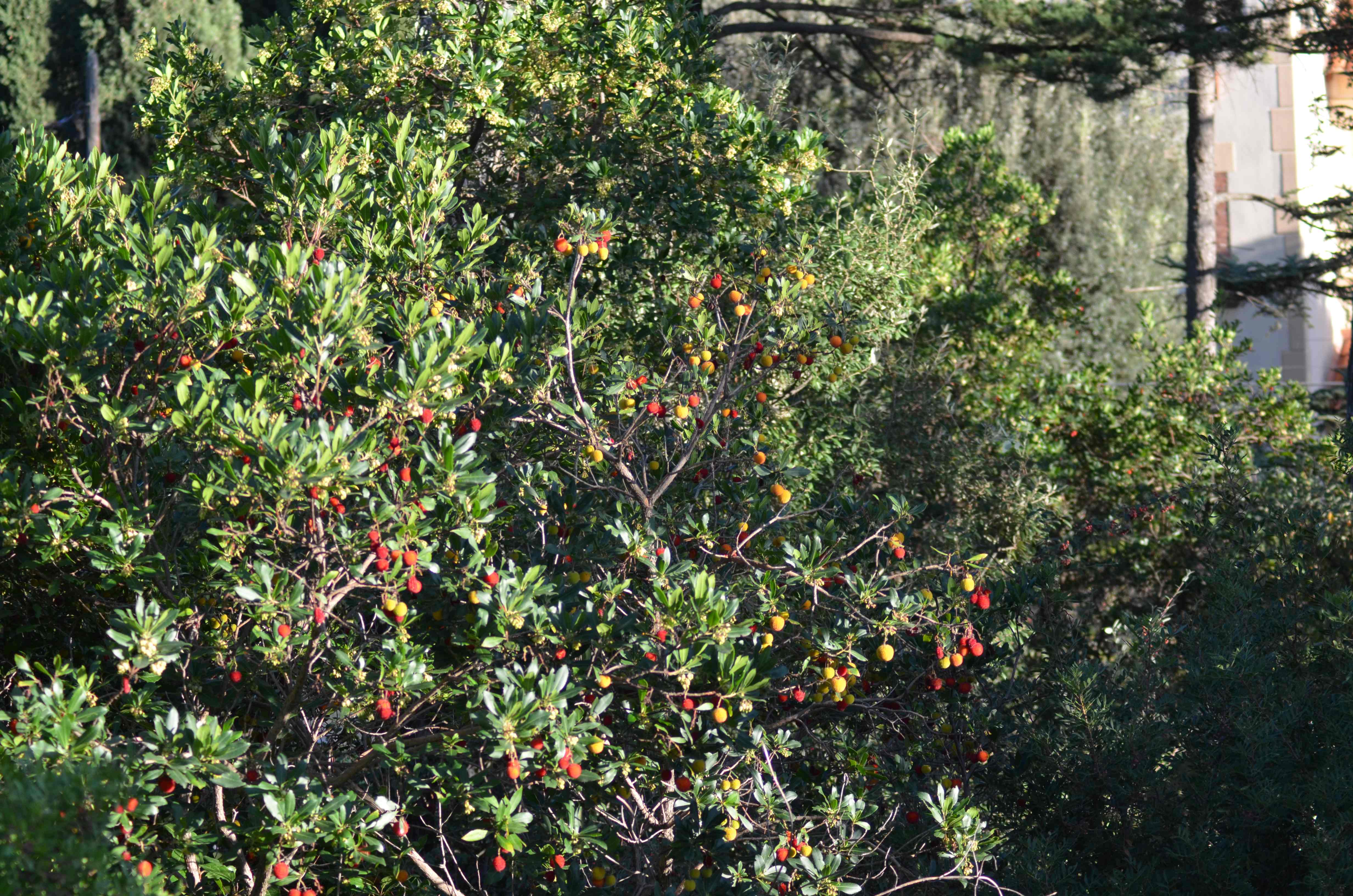 No s'ha trobat l'arxiu